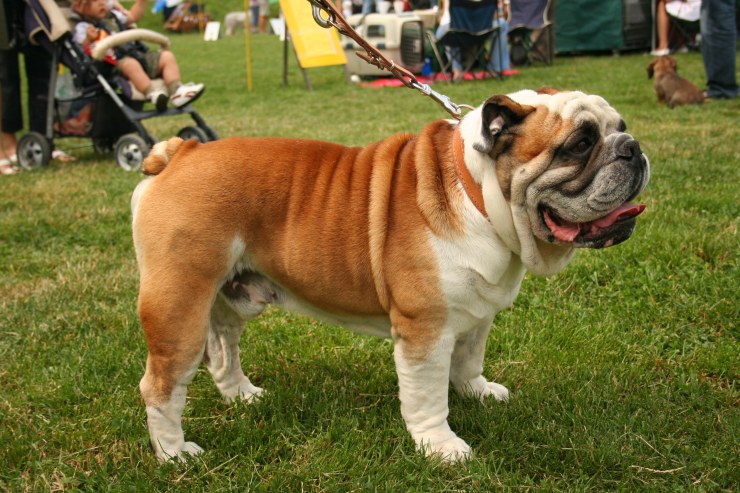 BulldogIngles