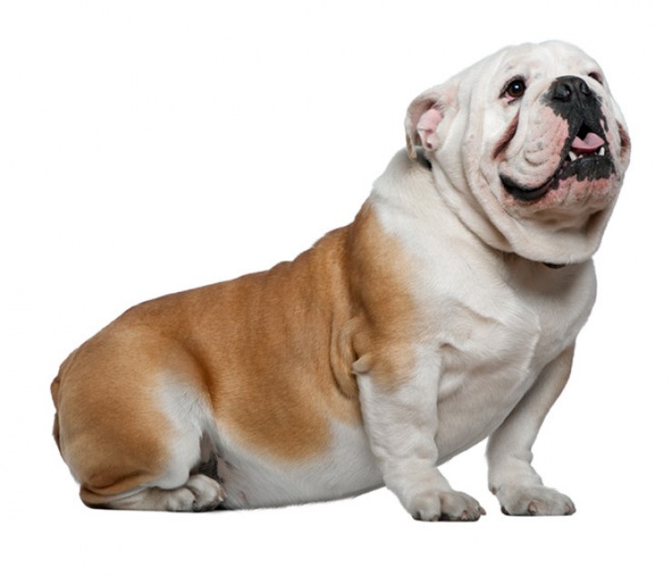 Bulldog