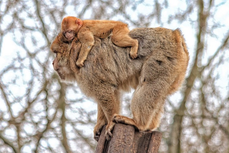 1024px Barbary macaques   Tierpark Berlin