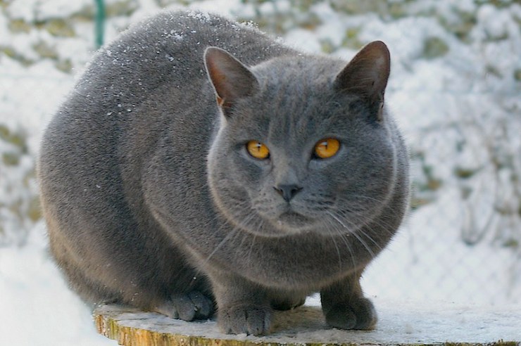 Chartreux Bonheur nuits indiennes neige2009