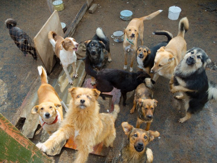 Perros mestizos de una perrera