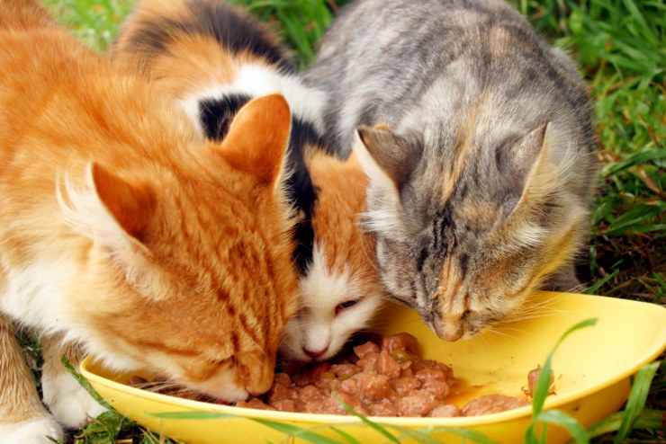 Dieta gatos