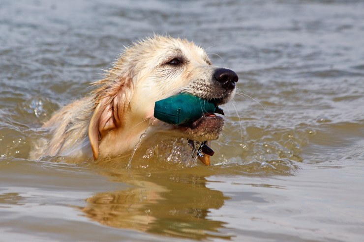 Golden retriever dummytraining