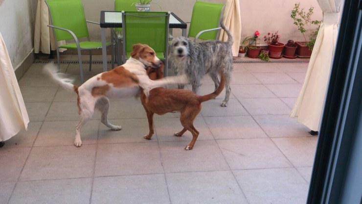 1221-large-neska-y-noa-jugando-con-lola.