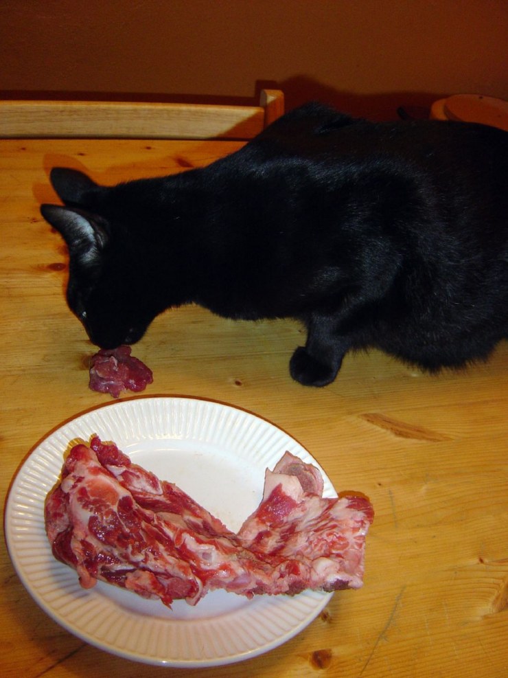 Cat feeding on raw pork neck
