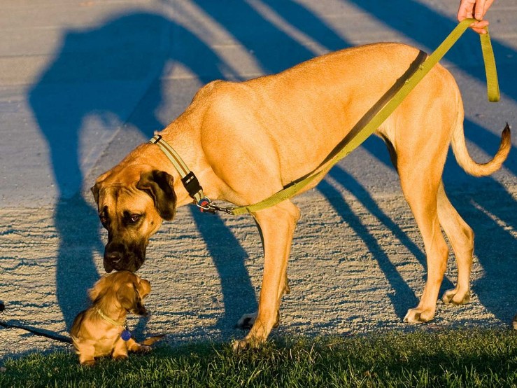 1280px Big and small dog