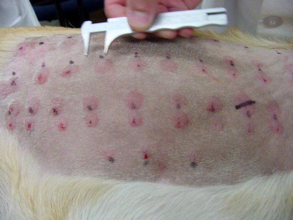 Reading intradermal allergy test dog