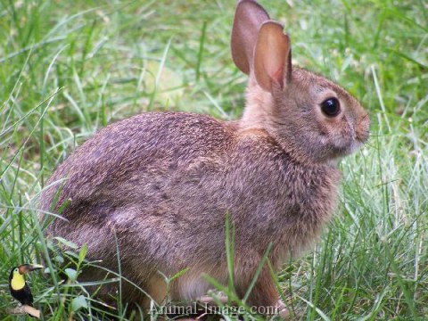 AmericanPolishRabbit OryctolagusCuniculus(Var)TCR AcS210Wc