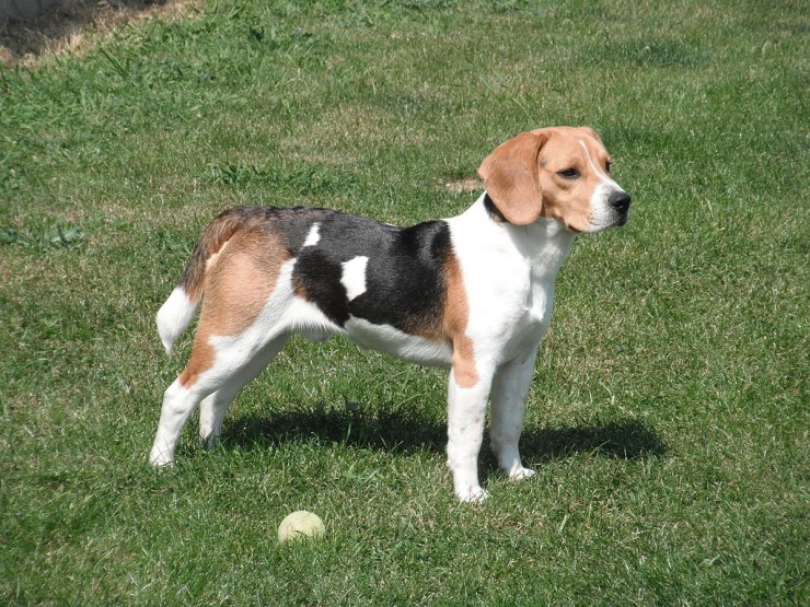 Beagle con pelota