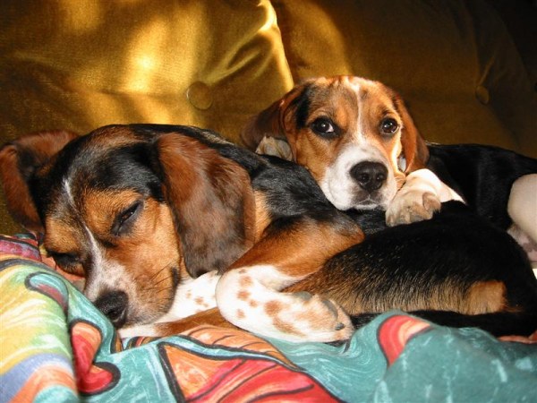 Mamá y bebé Beagle