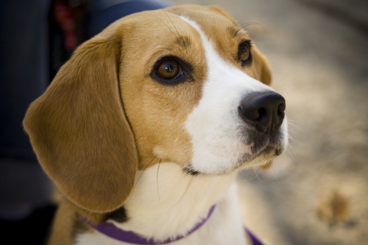 Retrato Beagle