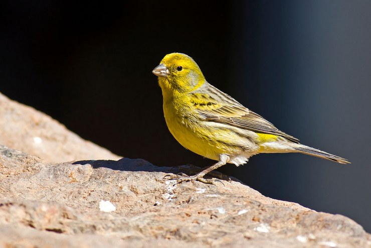 1024px Serinus canaria  Parque Rural del Nublo, Gran Canaria, Spain  male 8a