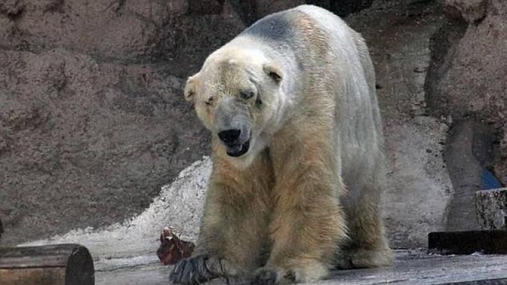 oso polar Arturo