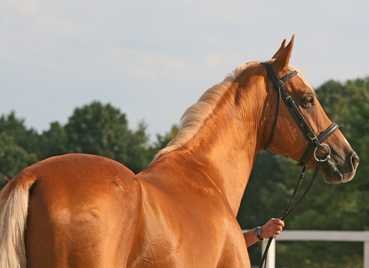 Akhal Teke 