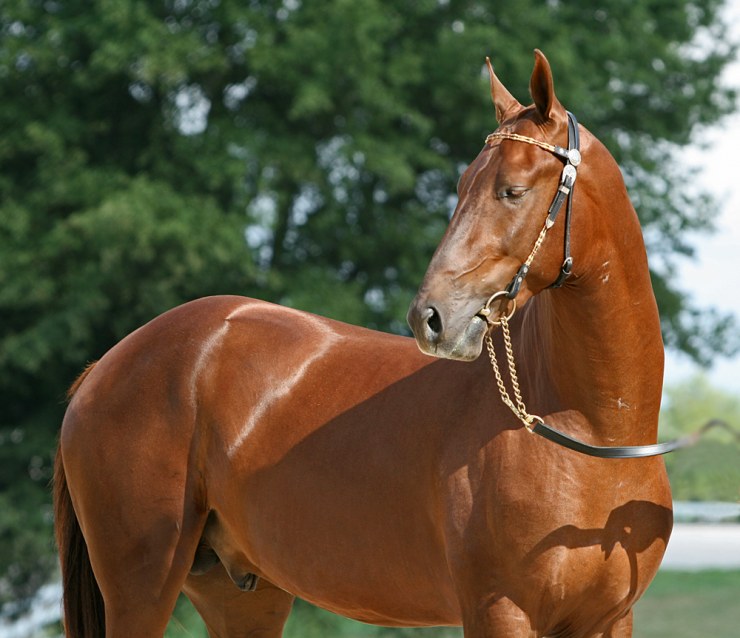 Akhal Teke Stallion  Gerald (2835598637)