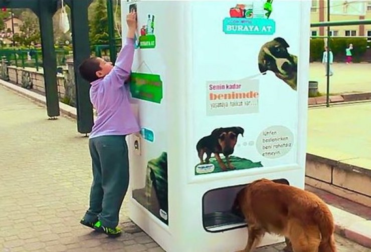 Turquía cuidado perros y gatos callejeros