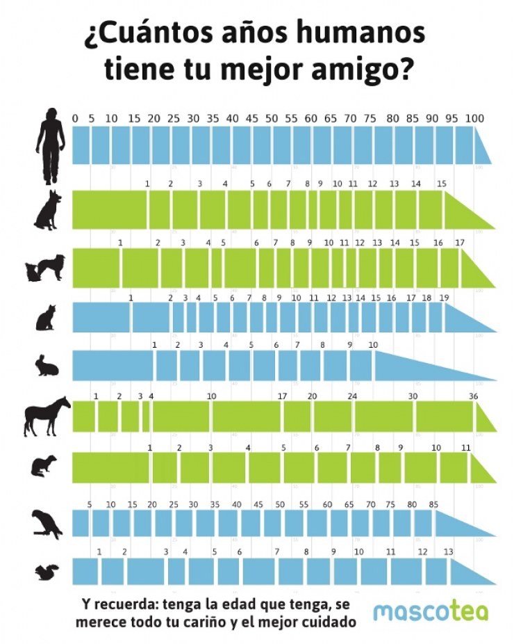 Correspondencia años animales