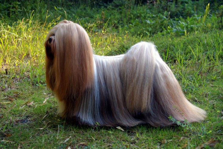 Lhasaapso