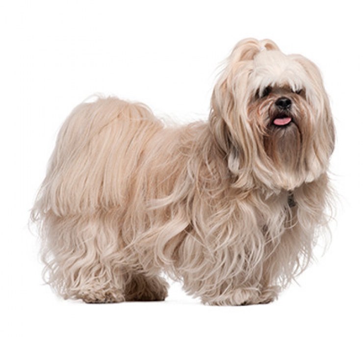 Lhasa Apso2