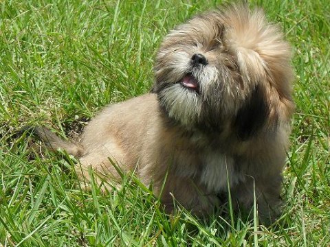 Bearded Lion Dog