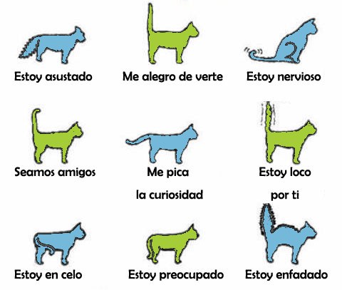 significados-de-la-posicion-de-la-cola-en-los-gatos