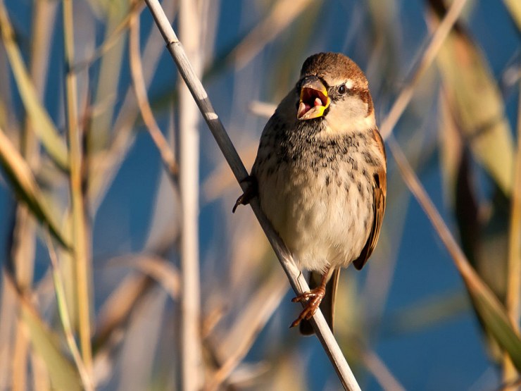 Pájaros que pueden volar en libertad