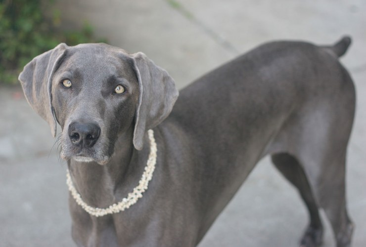 1024px Weimaraner Maya Lou