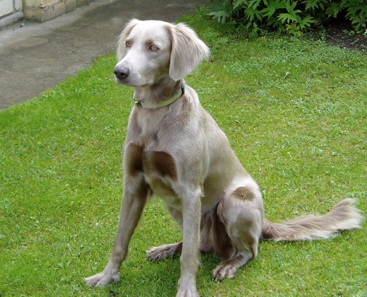 Weimaraner (2005)