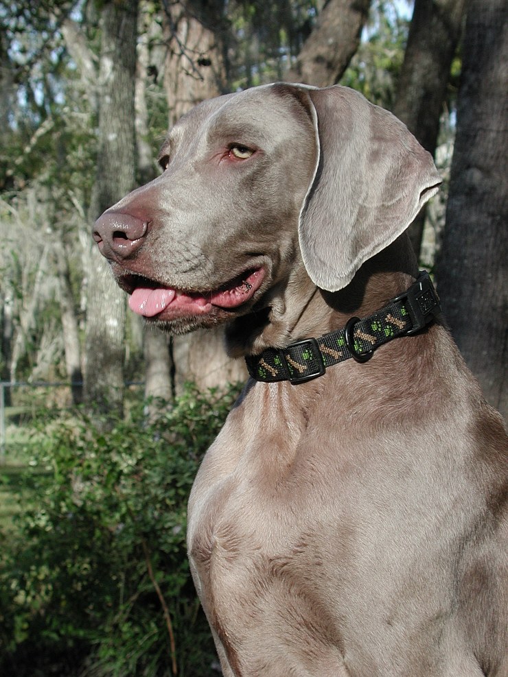 Weimaraner Walker portrait