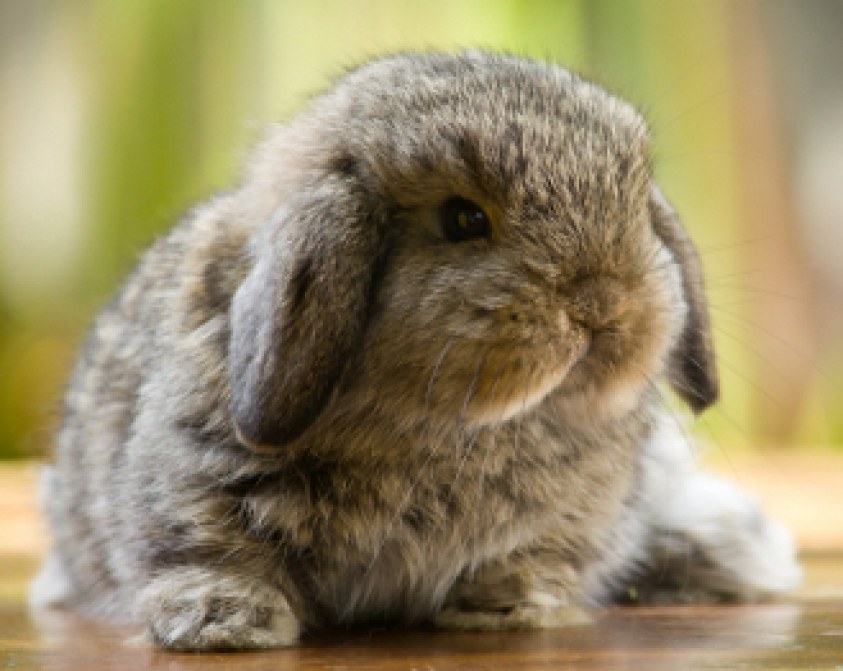 Cría de conejos. Cuidados durante y después del embarazo | Blog | Mascotea