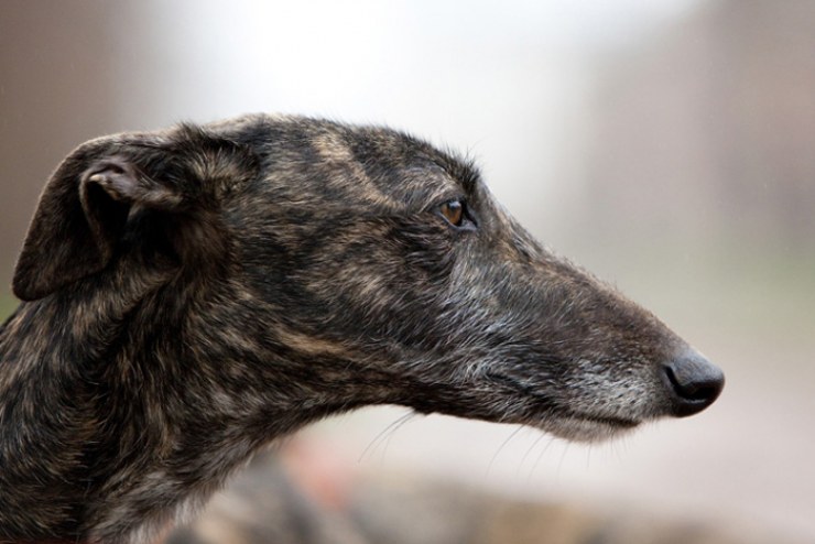 Galgo Español de pelaje barcino