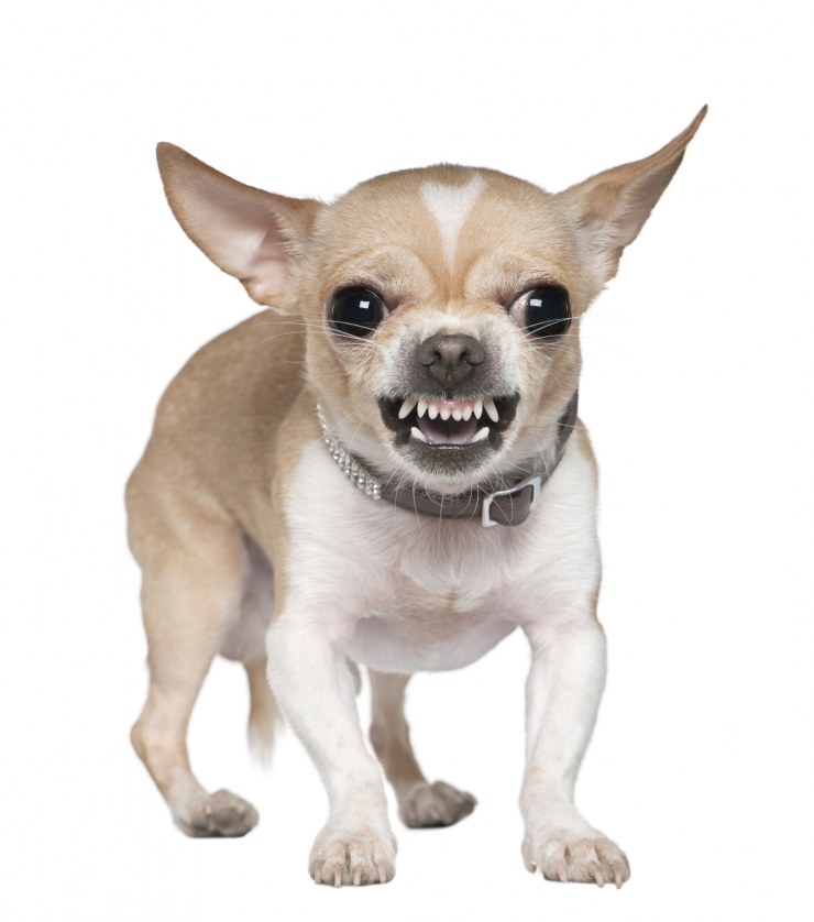 aggressive chihuahua2