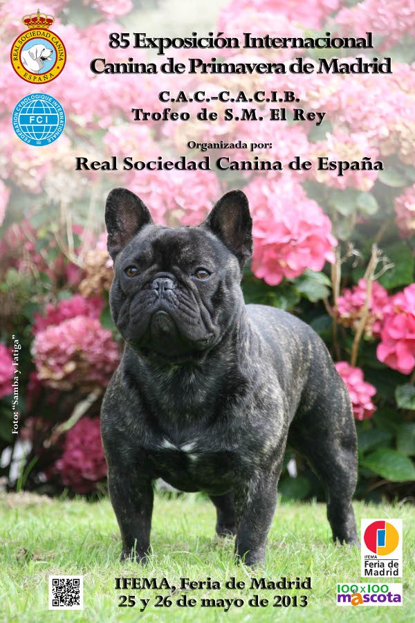 85-exposicion-internacional-canina-de-primavera-de-madrid-2013