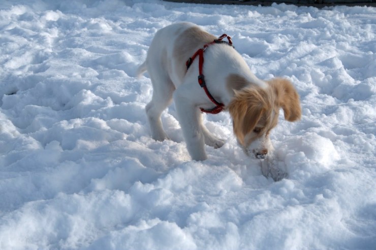 Curioseando la nieve