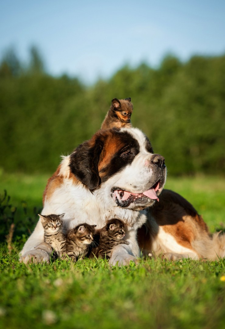 Perro adoptando Gatitos