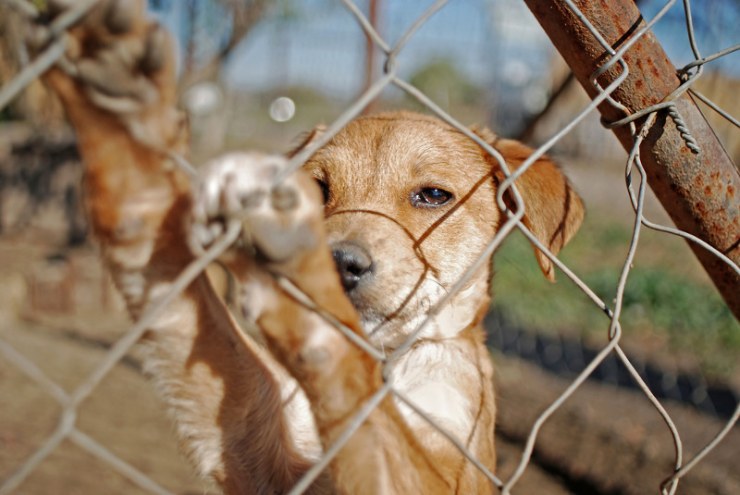 cachorros en las protectoras