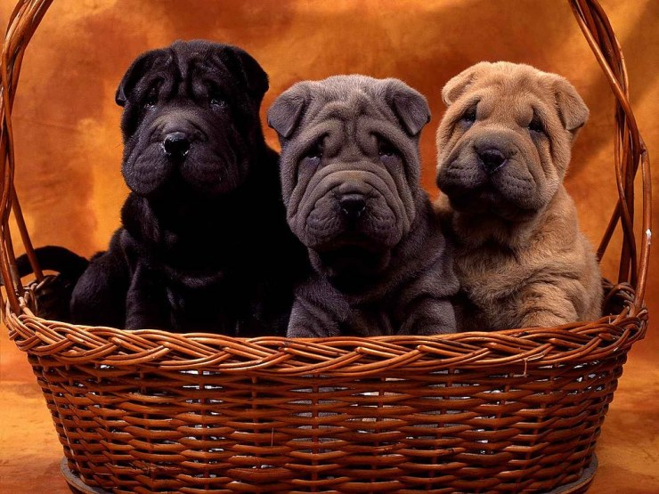 Cachorritos de Shar Pei