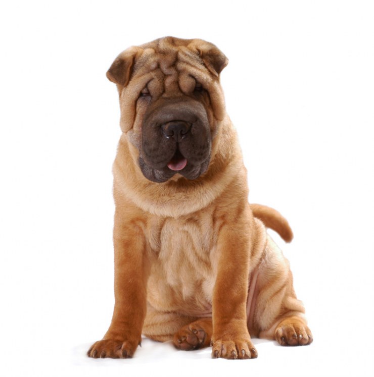 Shar Pei 4