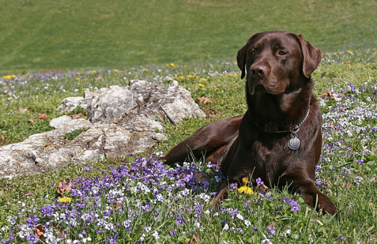 Labrador Retriever chocholate