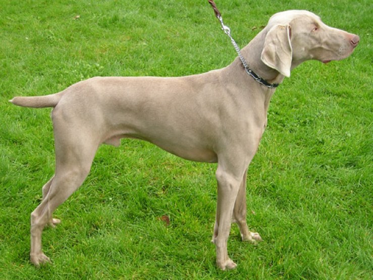 Weimaraner wb