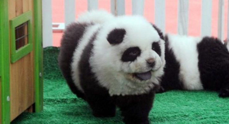 ChowChowPanda