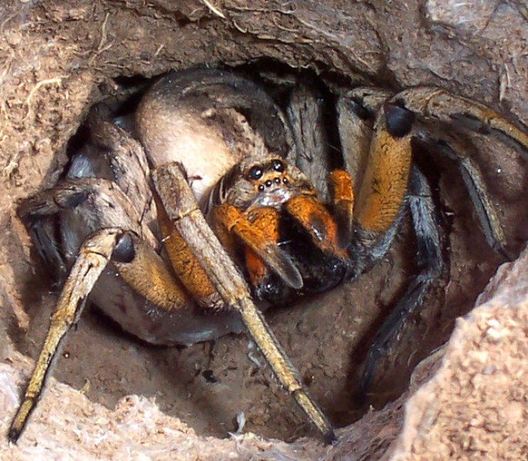 Tarántula nen posición de ataque