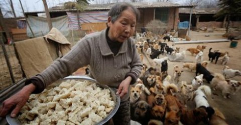 5 ancianas cuidan de 1300 perros en China