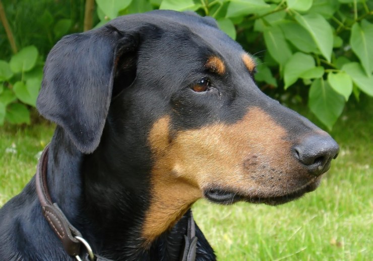 Doberman cachorro