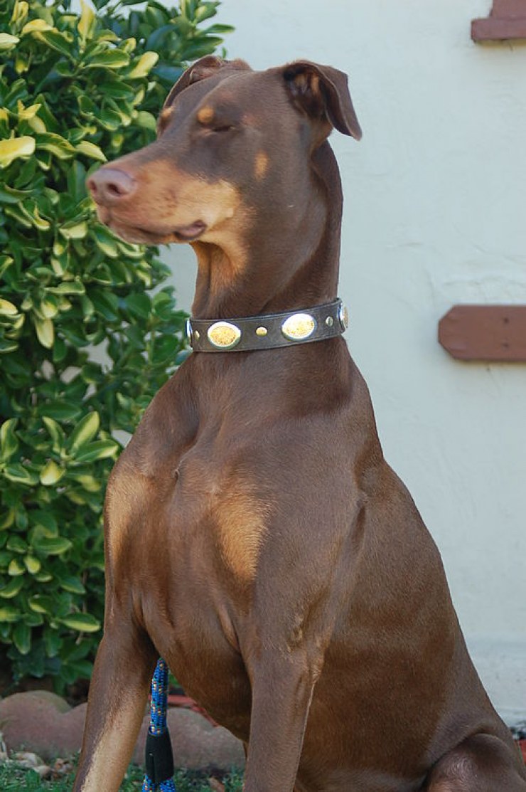 Doberman marrón y fuego