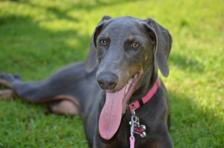 Doberman azul y fuego