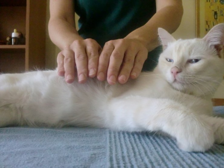 Reiki animales gato