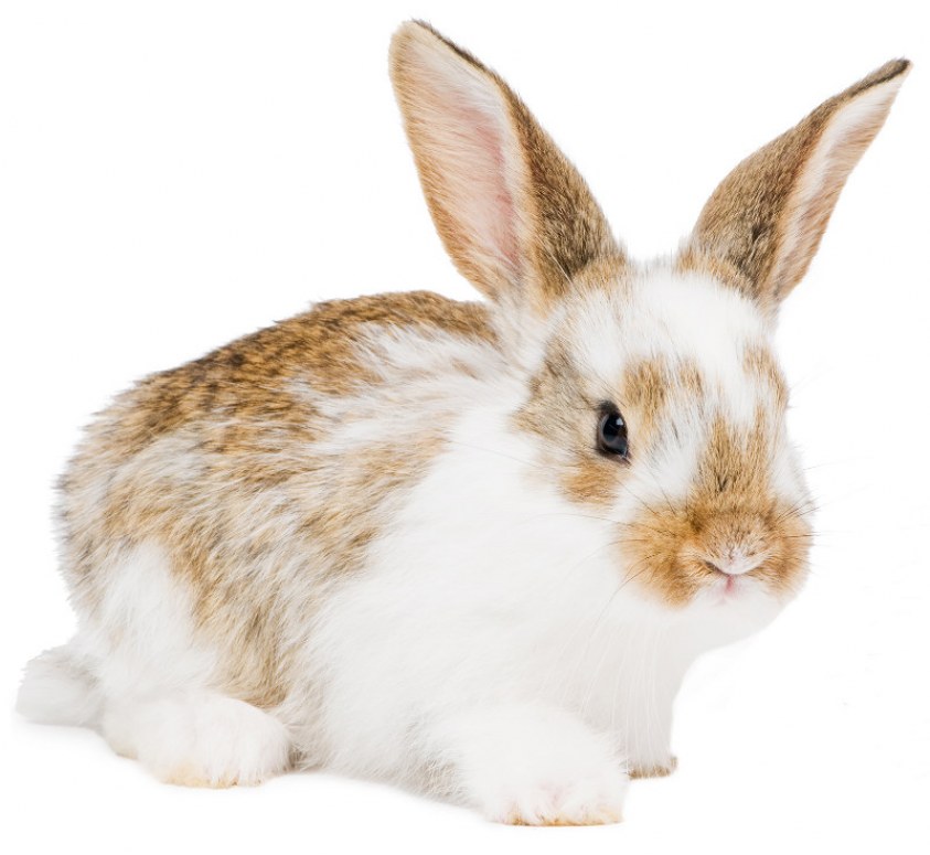 Cinco pista Comorama Cómo puedo jugar con mi conejo? | Blog | Mascotea