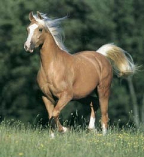 Palomino Horse