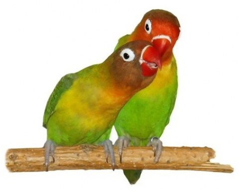 pareja-de-agapornis